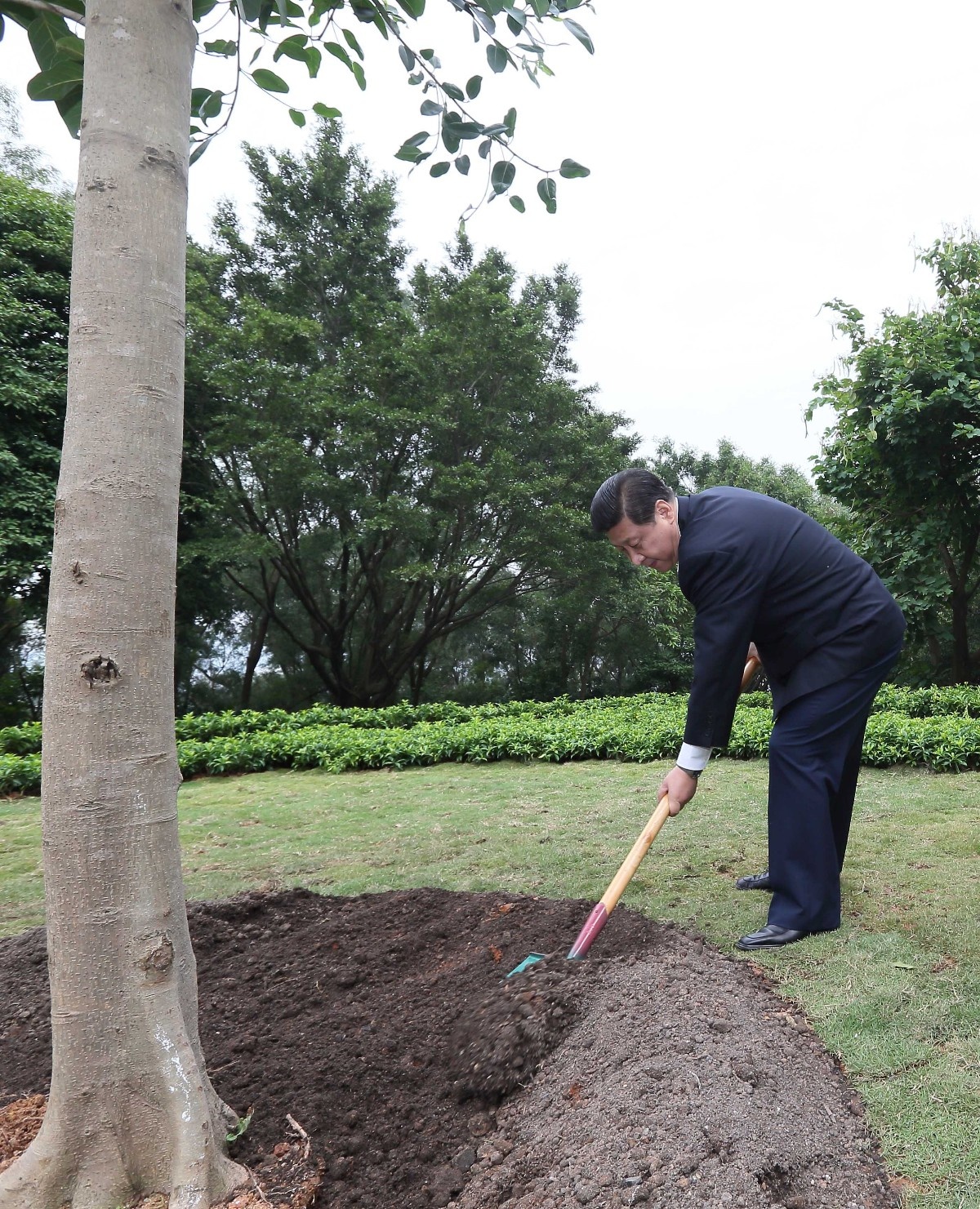 2012年12月8日，習(xí)近平在深圳蓮花山公園種下一棵高山榕樹。