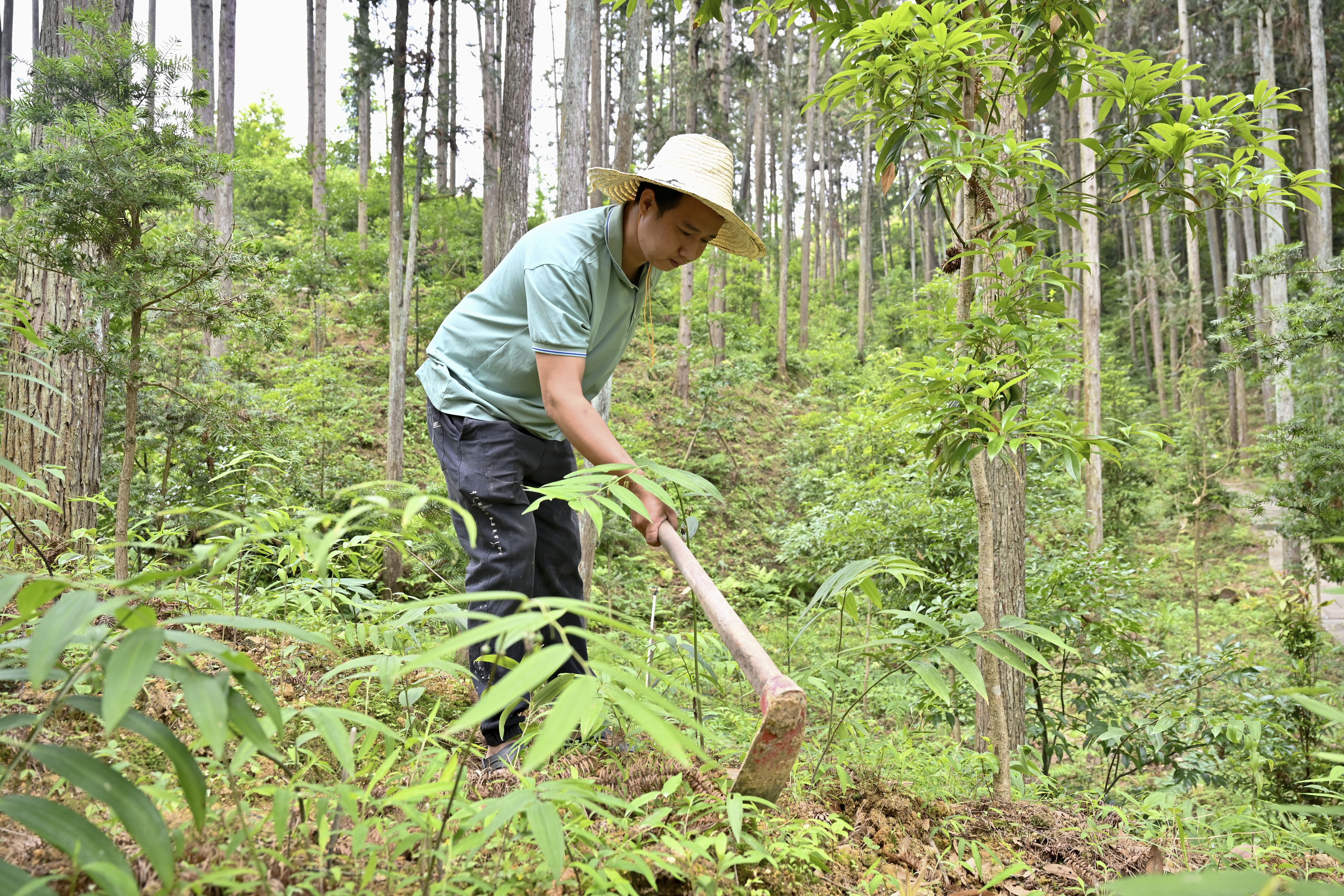 2024年5月9日，福建省三明市馬巖林下經(jīng)濟(jì)種植示范基地工人在管理林下種植的多花黃精。